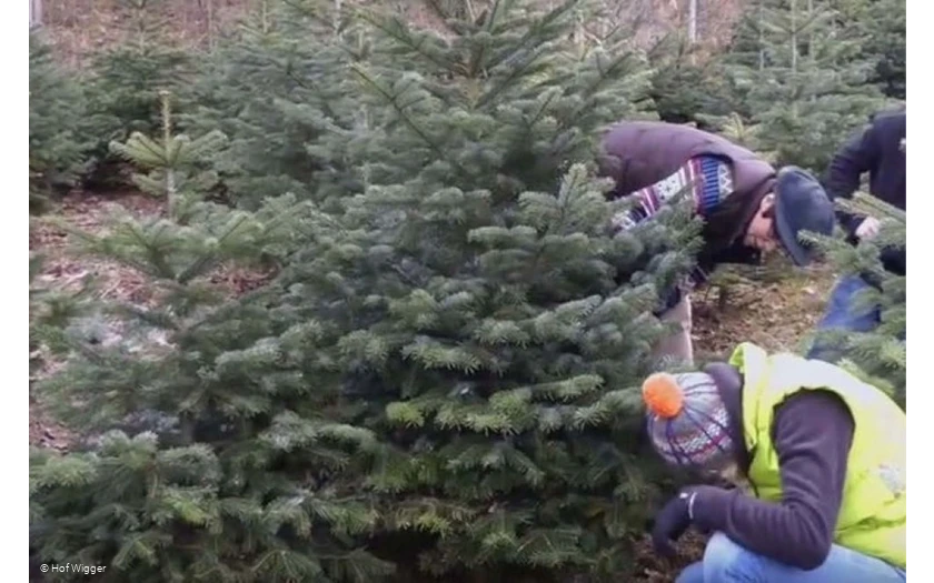 Hof Wigger - Weihnachtsbaumschonung mit mehreren Personen nah
