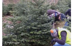 Hof Wigger - Weihnachtsbaumschonung mit mehreren Personen nah