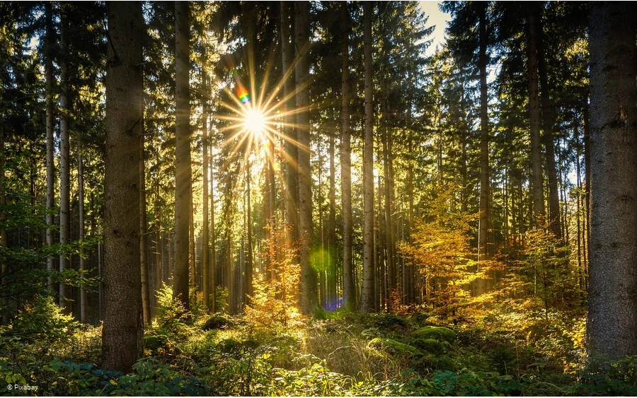 Bestattungshaus Langemann - Symbolfoto - Sonne durchbricht Fichtenwald im Herbst