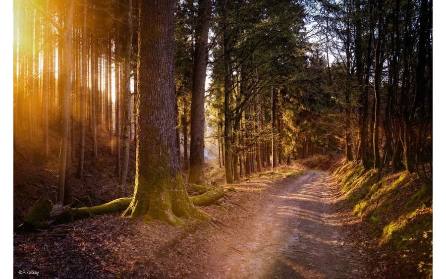 Wald-wandern.jpg