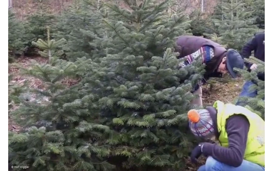 Hof Wigger - Weihnachtsbaumschonung mit mehreren Personen nah