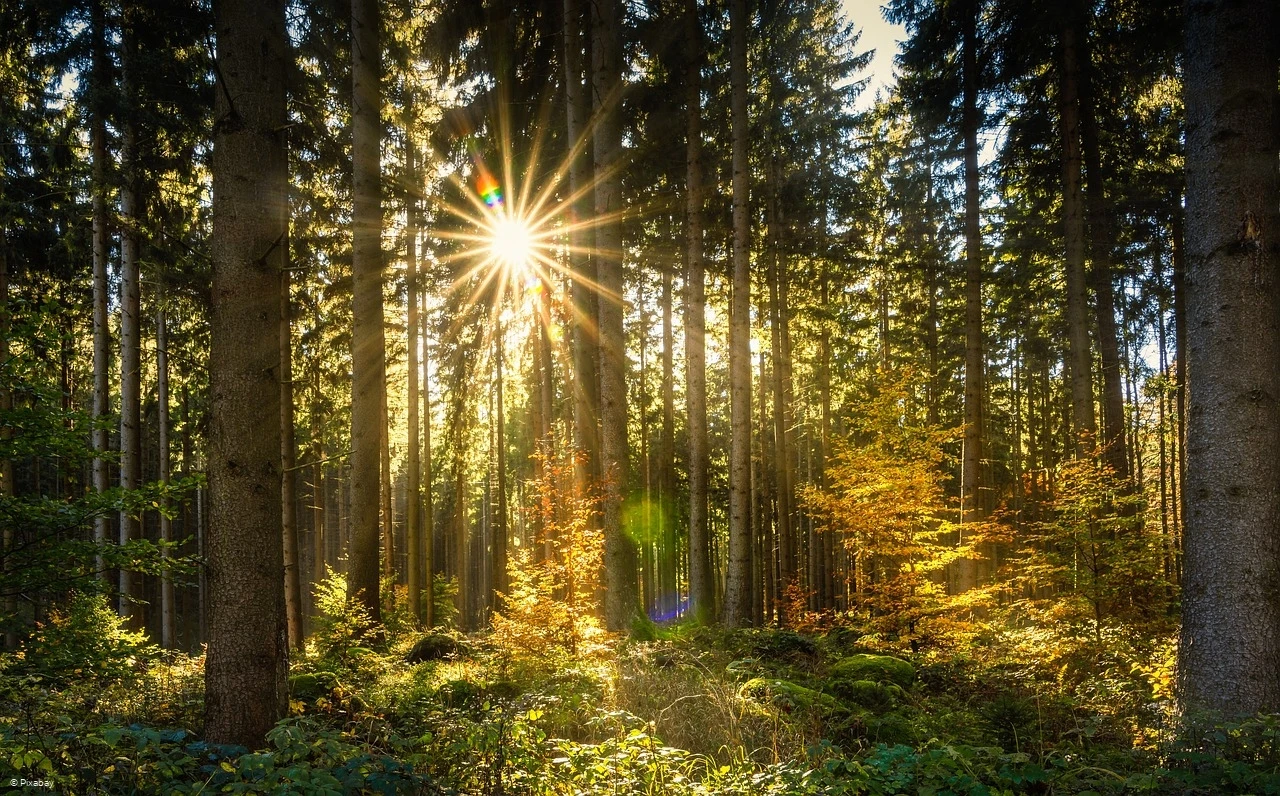 Bestattungshaus Langemann - Symbolfoto - Sonne durchbricht Fichtenwald im Herbst Bestattungshaus Langemann - Symbolfoto - Sonne durchbricht Fichtenwald im Herbst