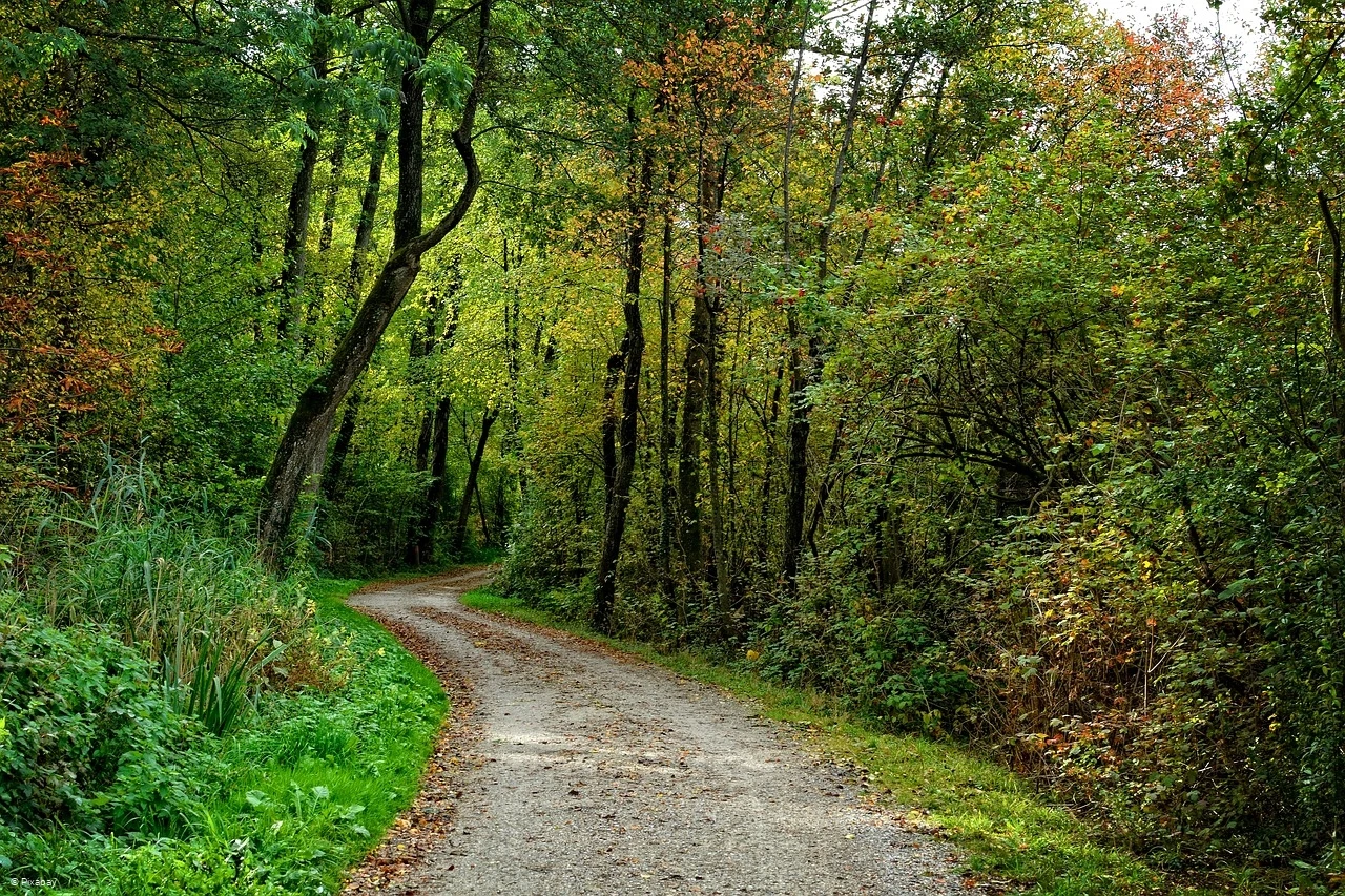 Lehrpfad Rehringhausen - Symbolfoto - Waldwanderweg im Herbst