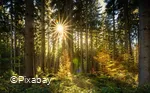 Herbstwald.jpg